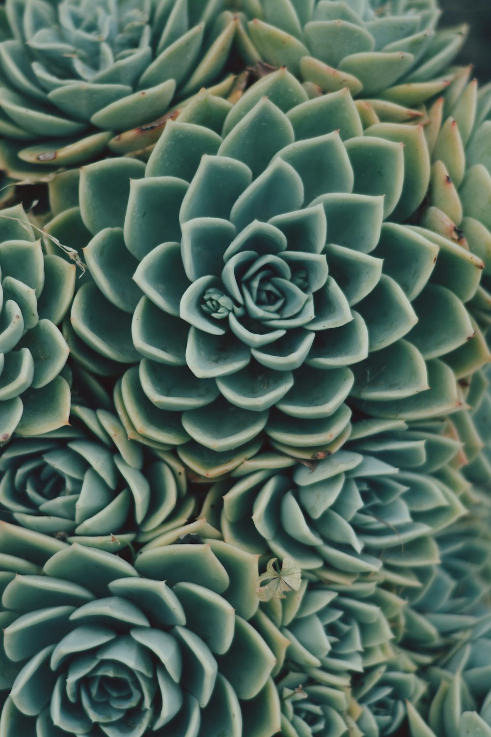 green succulent plant