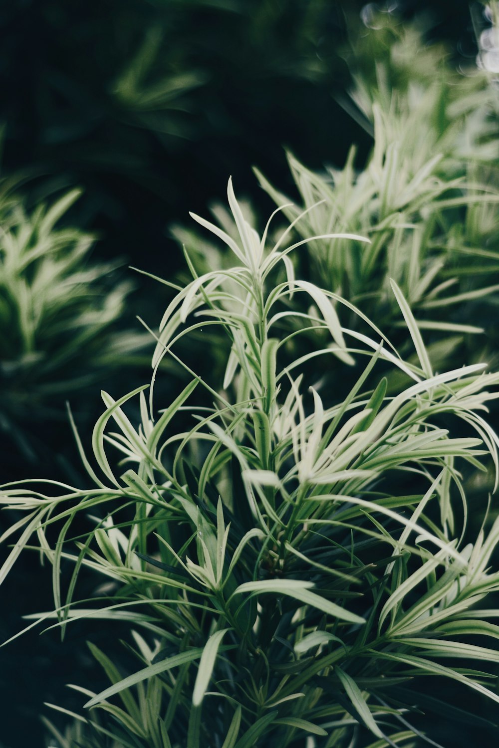 white and green leaf plant