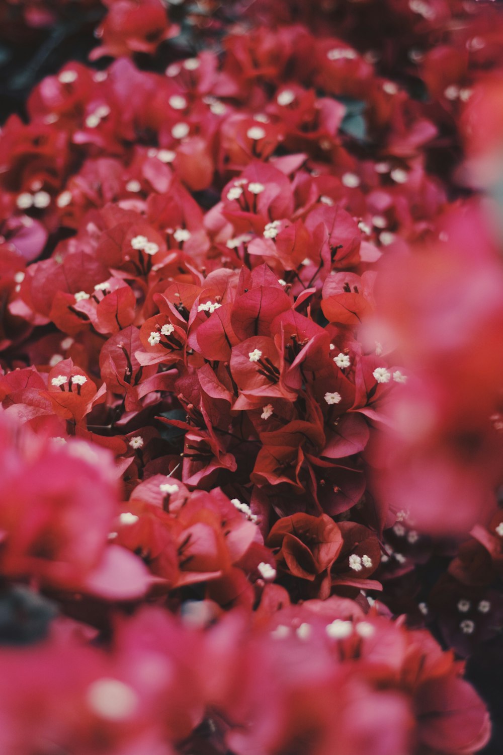 red flowers