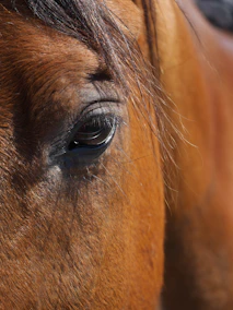 Detailed shot of a horse's mane and eye, reflecting the calm co-regulation of equine-assisted work