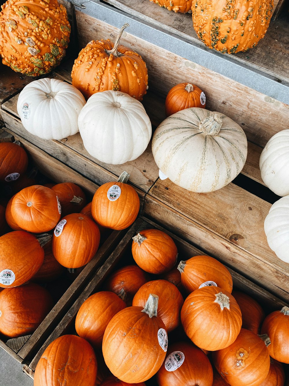 orange and white pumpkins