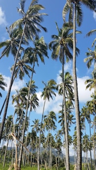A scenic view of coconut groves under a bright Karnataka sky.