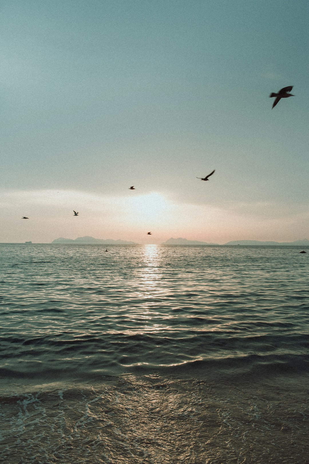 flying birds over ocean