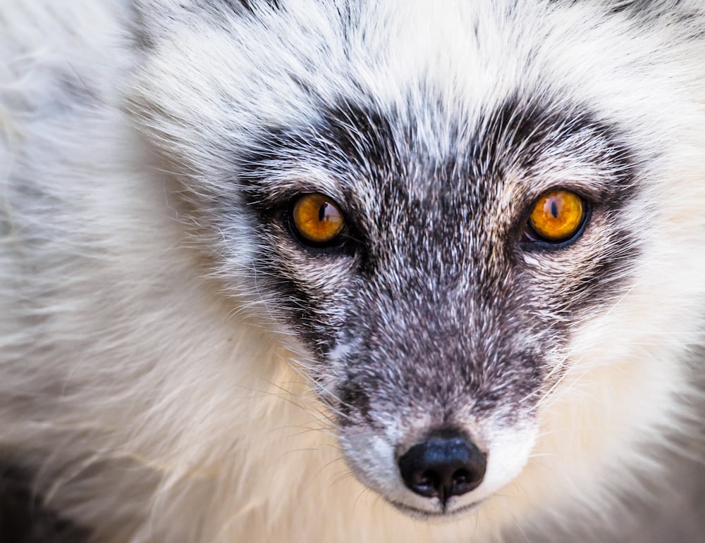 white long-coated animal