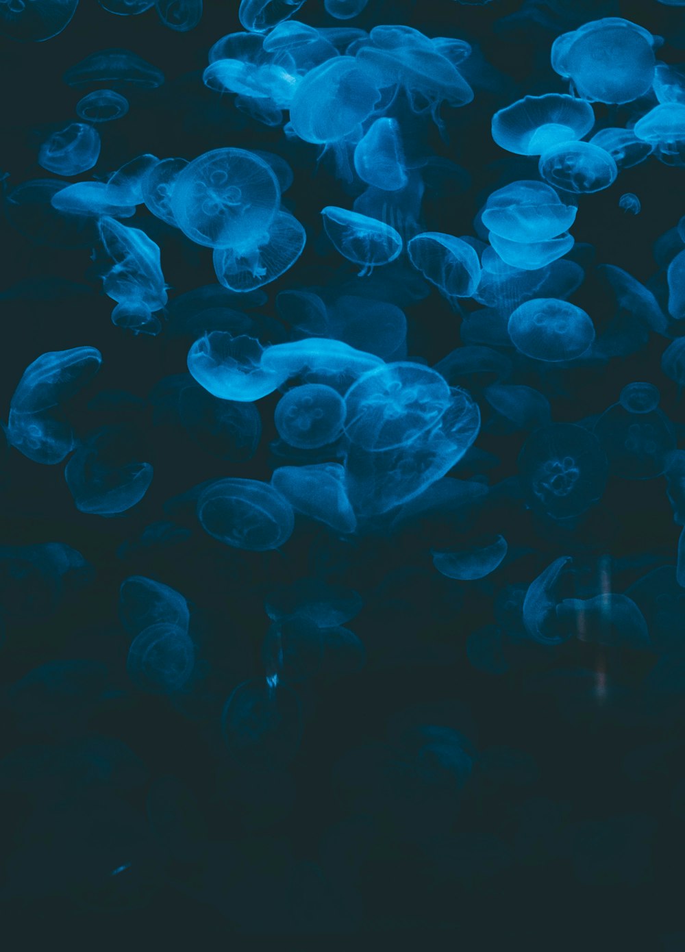 photo en gros plan de méduse