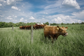 close-up photography of cattle in regenerative farming system