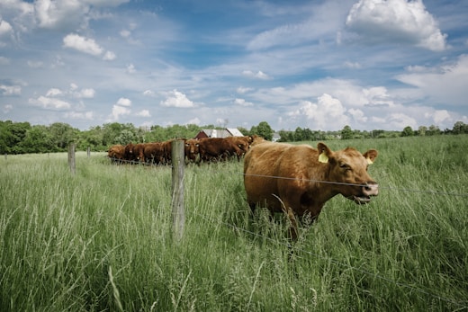 close-up photography of cattle in regenerative farming system