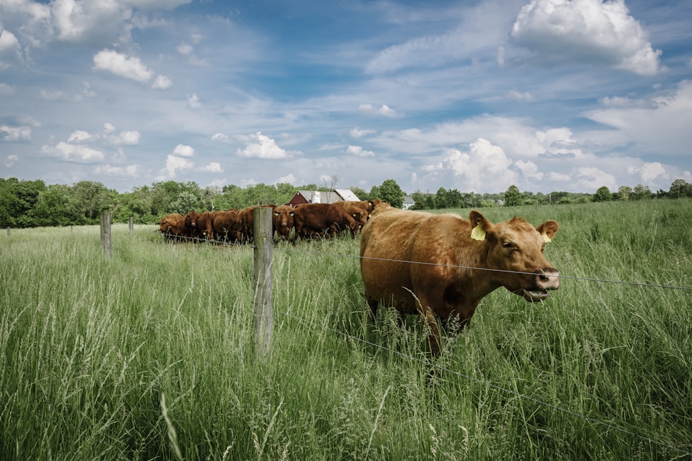 close-up photography of cattle