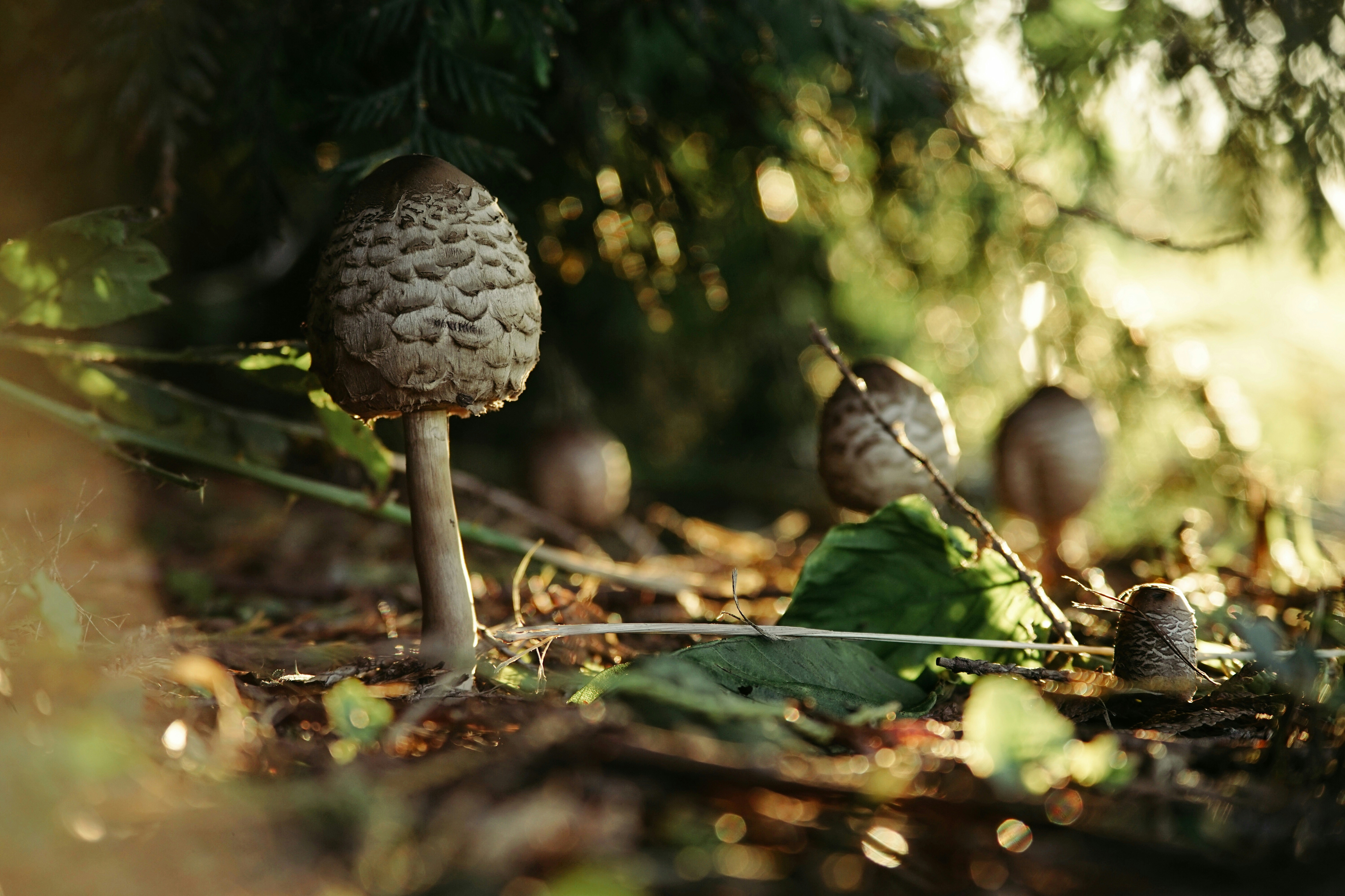 Fall mushrooms at sunset