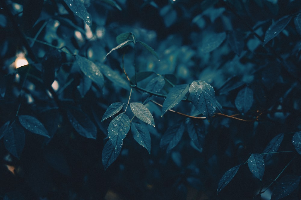 green-leafed plant