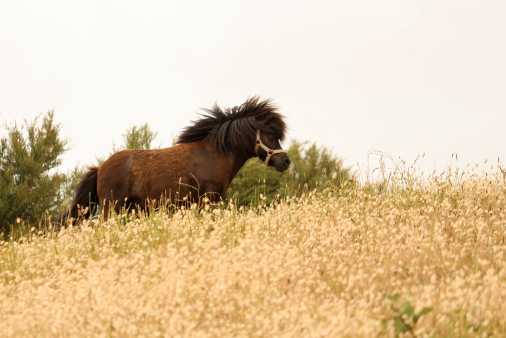 brown horse during daytime