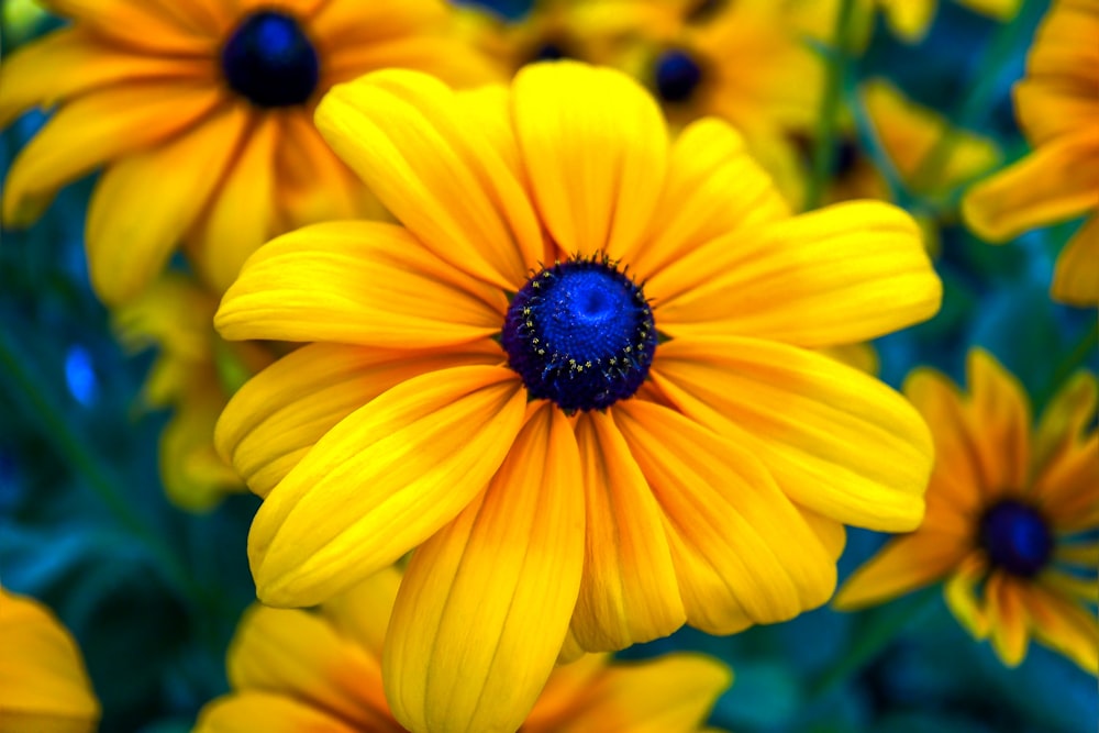 yellow-petaled flower