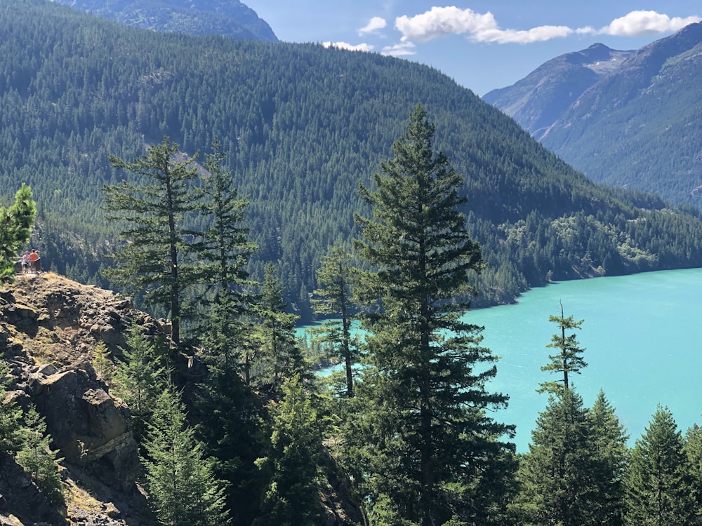 trees beside lake