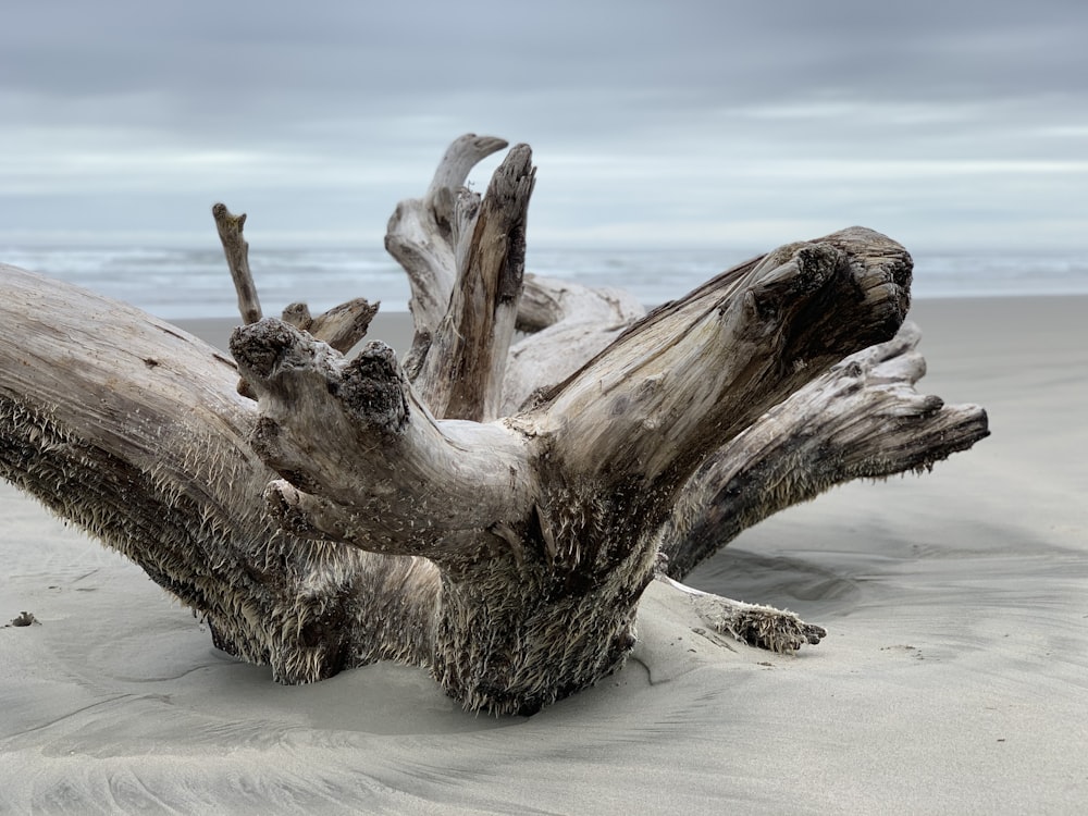 brown driftwood by the beach during daytime