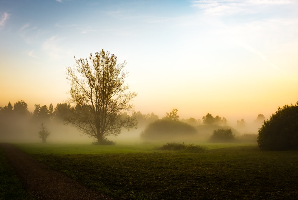 trees and hedges in foggy weather