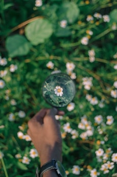 white daisy flowers under magnifier