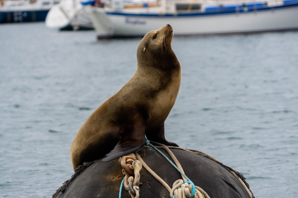 brown seal sitting on a buoy