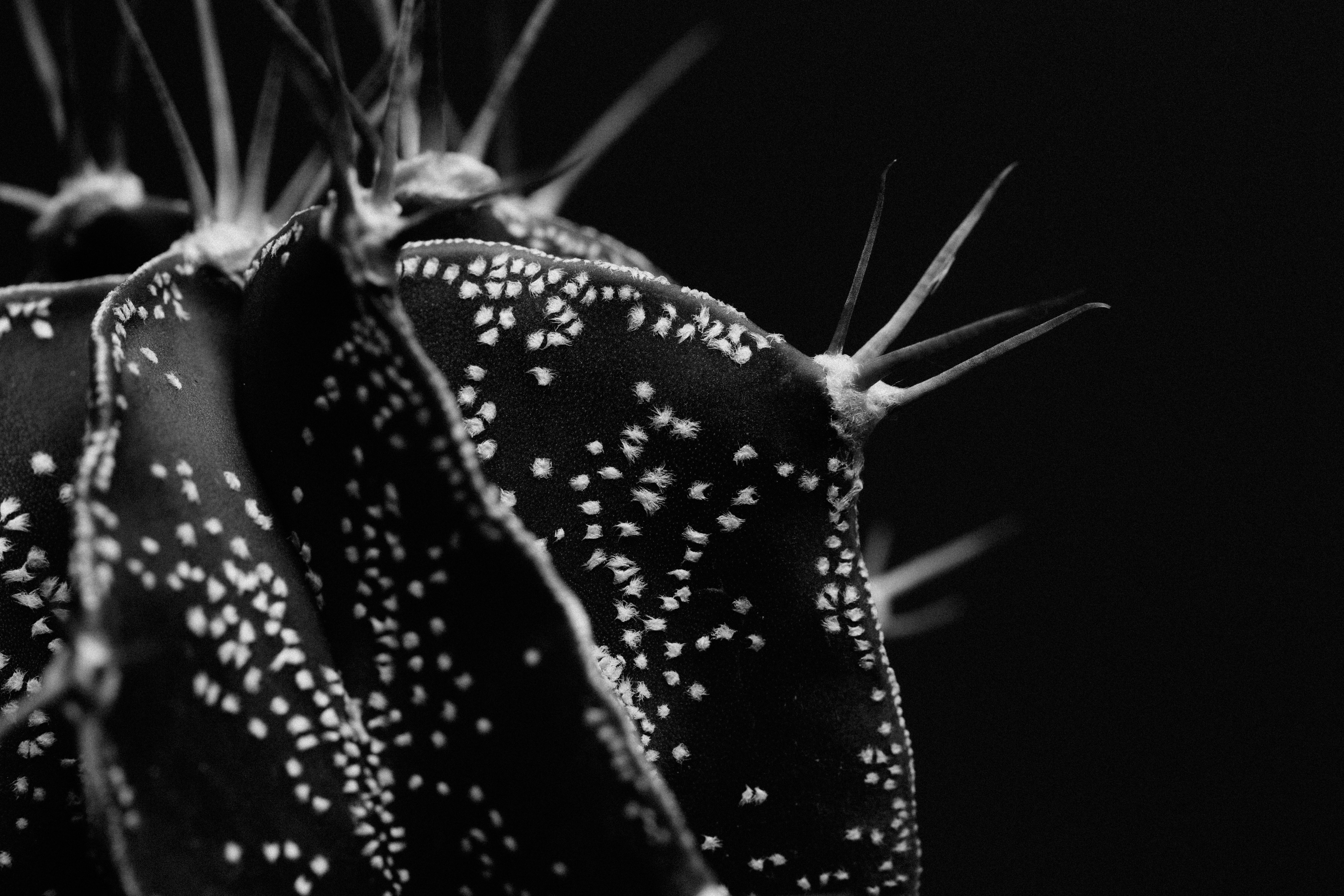 Aztekium exquisito