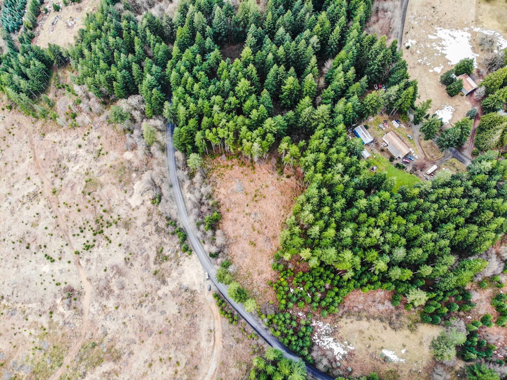 aerial photography of a pathway between green trees