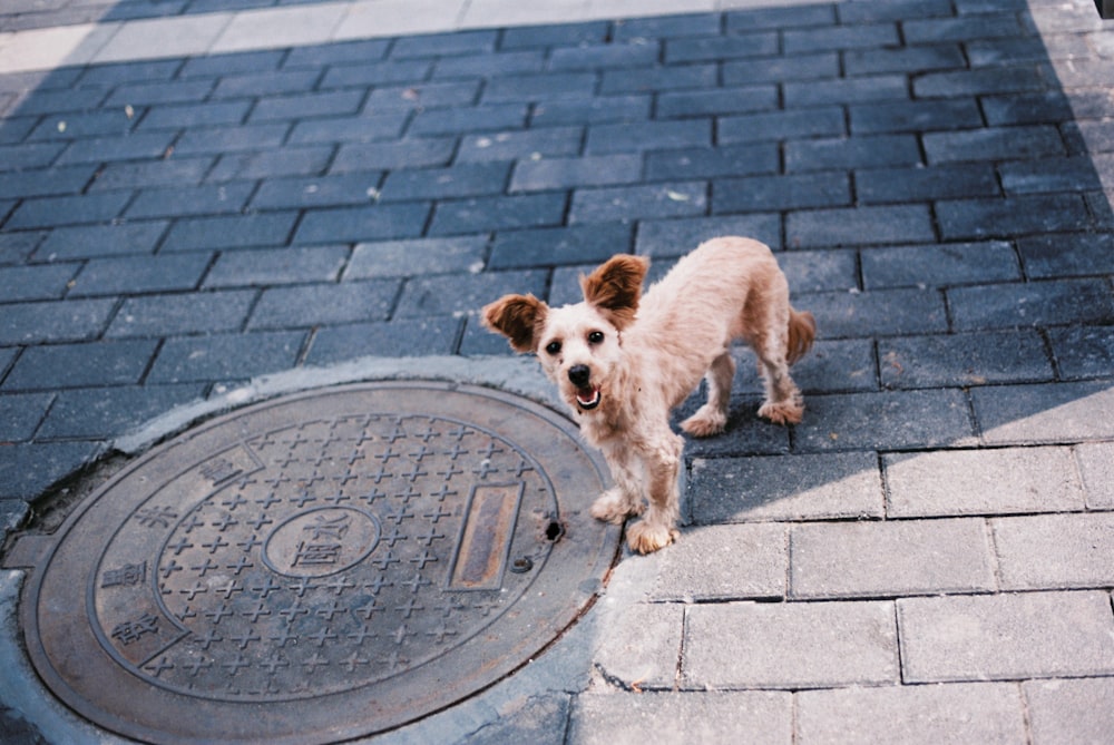brown short-coat dog on concrete floor