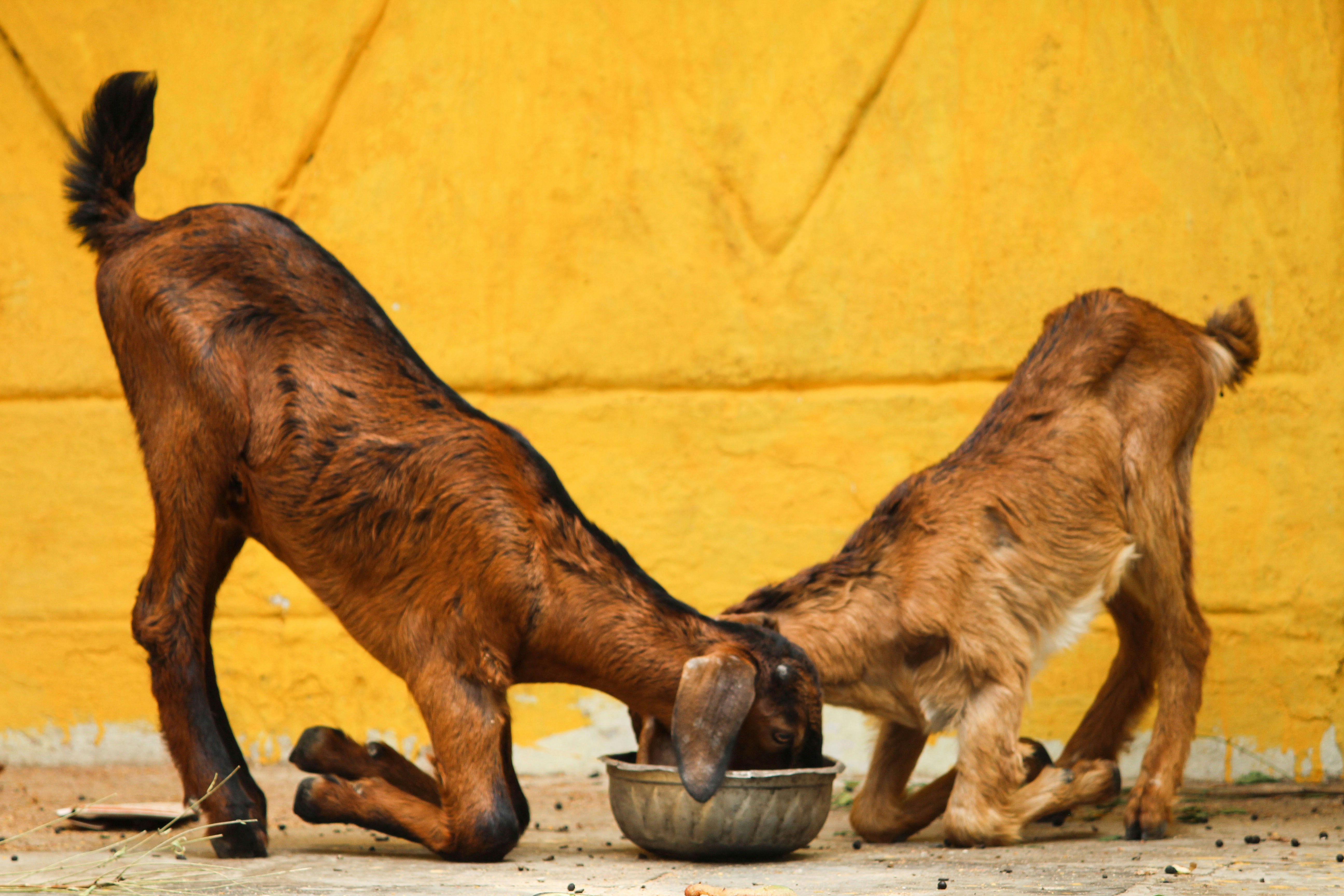 African Wild Dog - The Regurgitating Dad (image credits: unsplash)