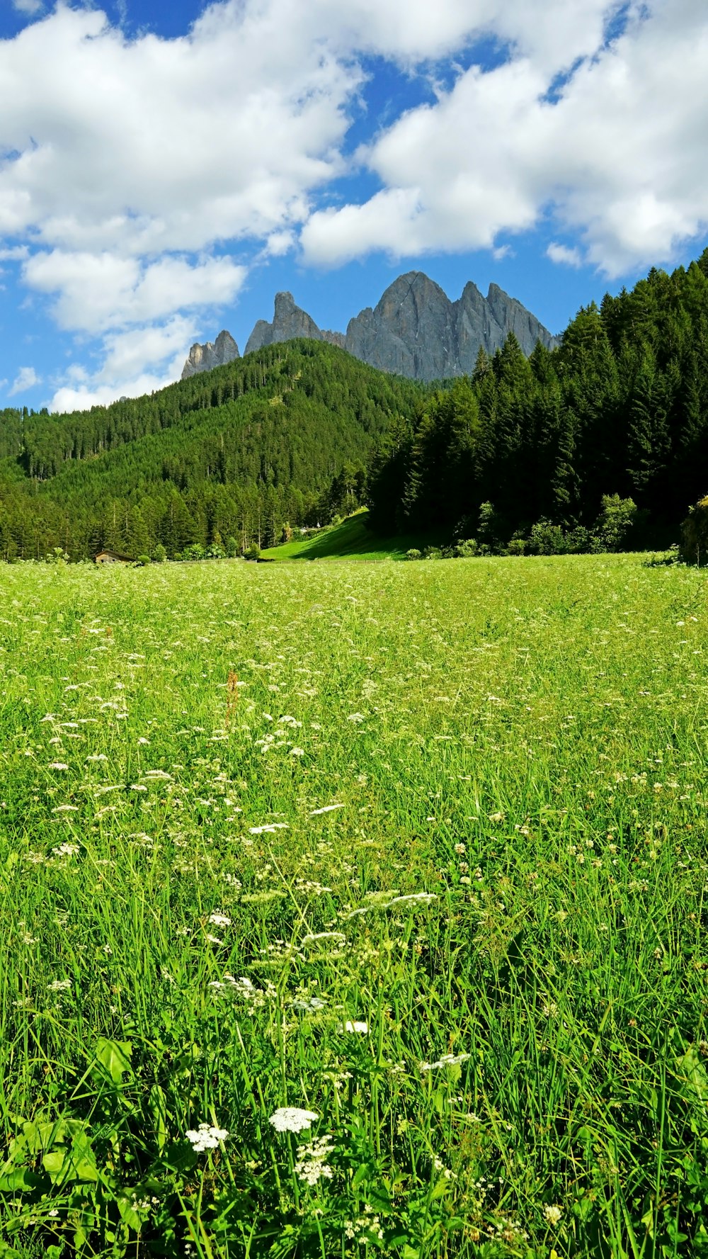 green grass field