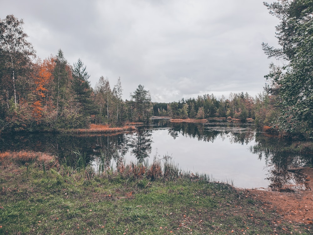 body of water surrounded by trees