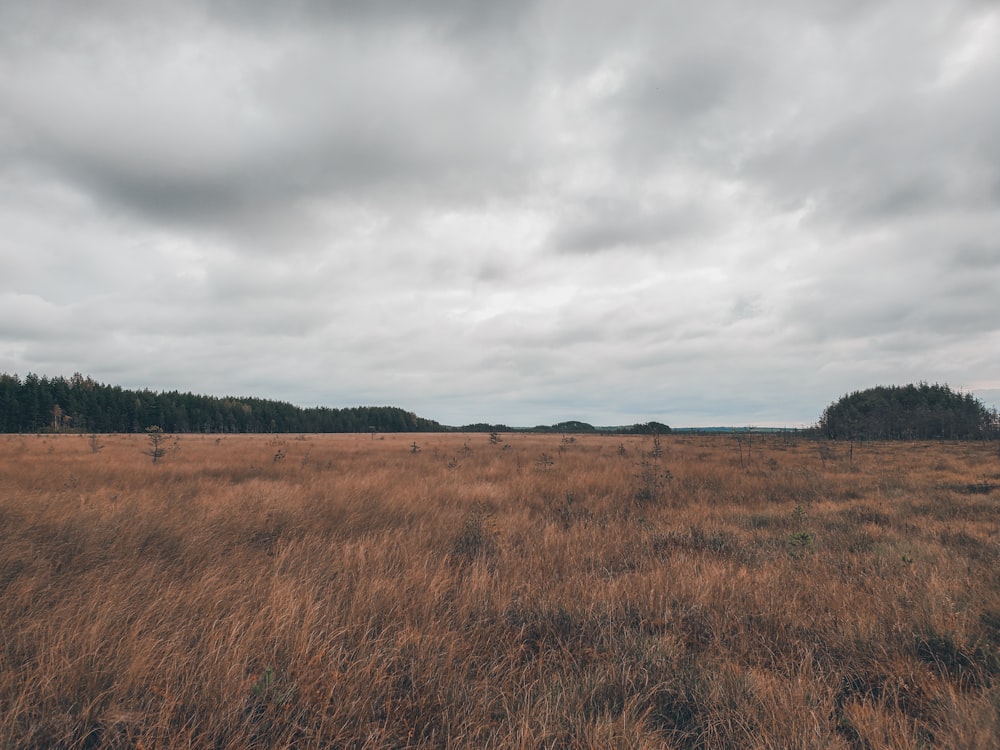 brown field