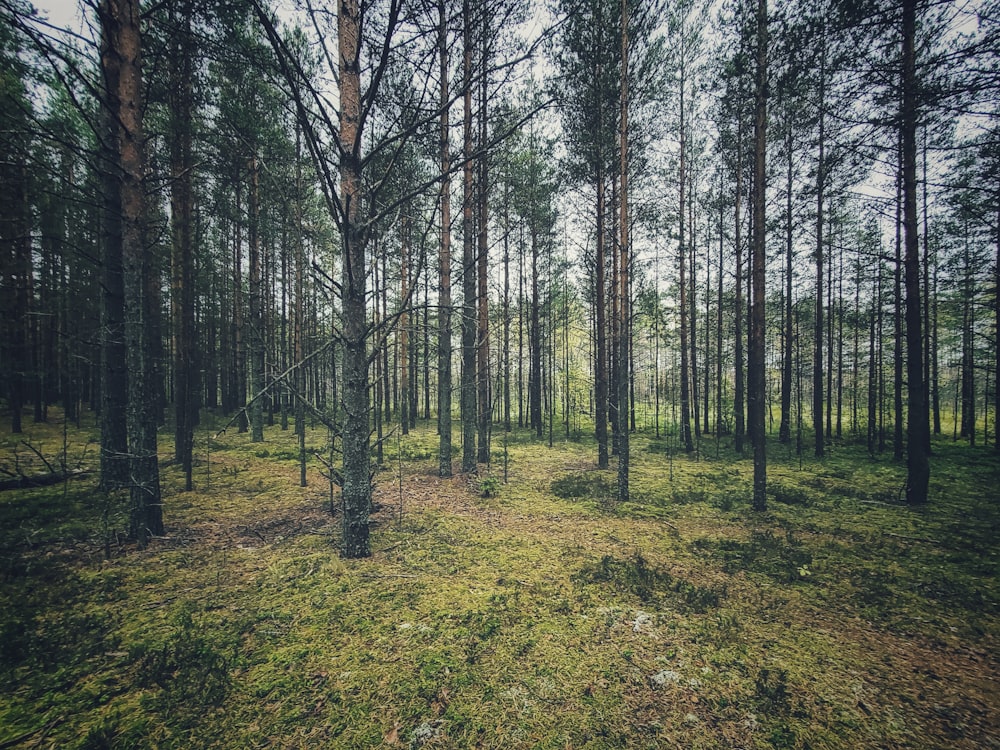 green trees during daytime