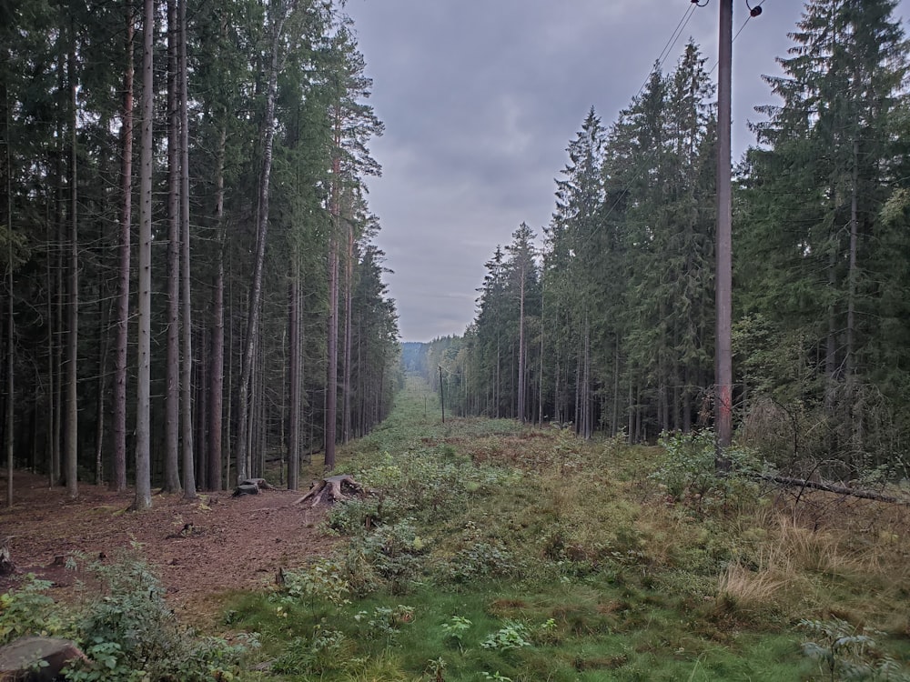 green and brown trees