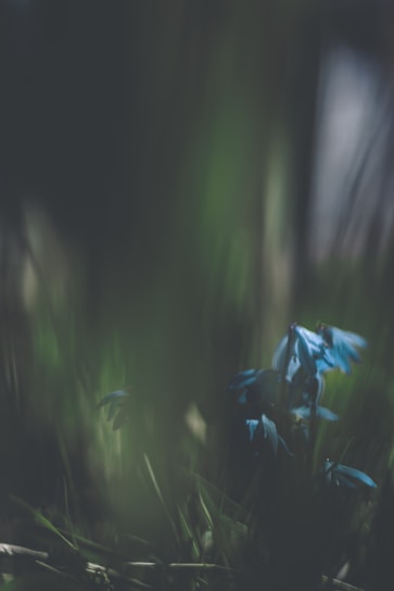 Elegant dark blue and gold themed image showcasing Uruguayan pampas landscape with artisanal food products.