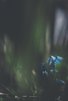 The image features delicate blue flowers emerging from a dark, blurred background, suggesting a focus on the natural beauty of the flowers. Soft sunlight filters through, creating a subtle play of light and shadow.