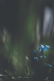 The image features delicate blue flowers emerging from a dark, blurred background, suggesting a focus on the natural beauty of the flowers. Soft sunlight filters through, creating a subtle play of light and shadow.