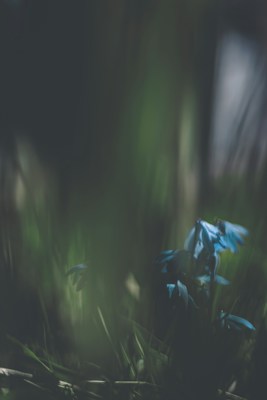 The image features delicate blue flowers emerging from a dark, blurred background, suggesting a focus on the natural beauty of the flowers. Soft sunlight filters through, creating a subtle play of light and shadow.