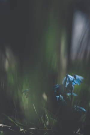 The image features delicate blue flowers emerging from a dark, blurred background, suggesting a focus on the natural beauty of the flowers. Soft sunlight filters through, creating a subtle play of light and shadow.