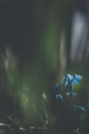 The image features delicate blue flowers emerging from a dark, blurred background, suggesting a focus on the natural beauty of the flowers. Soft sunlight filters through, creating a subtle play of light and shadow.