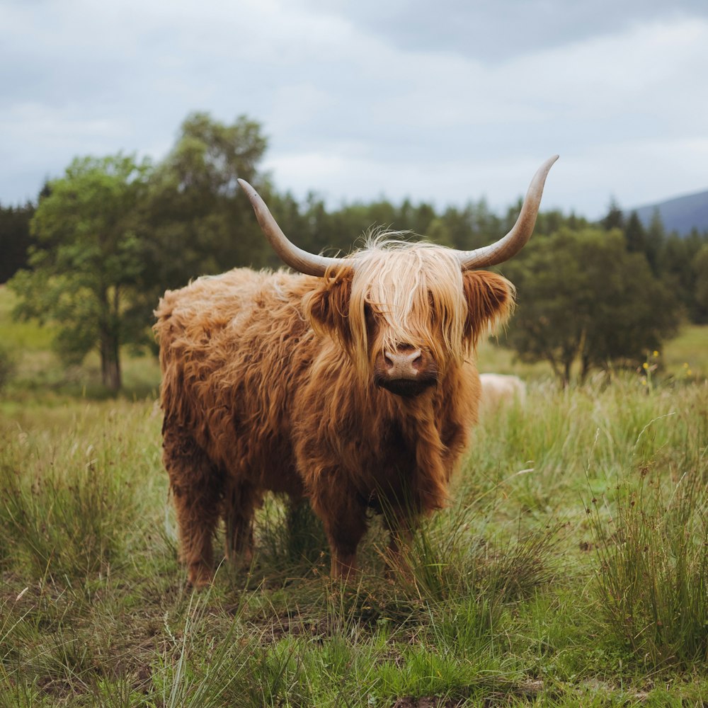 Braunes Yak auf grüner Wiese in der Nähe von Bäumen während des Tages