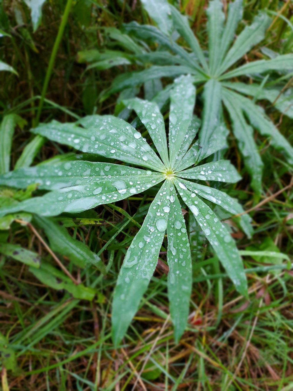 green palmate leaf