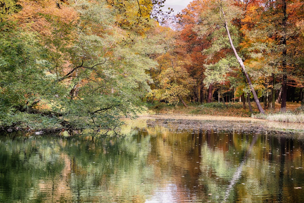 body of water between trees