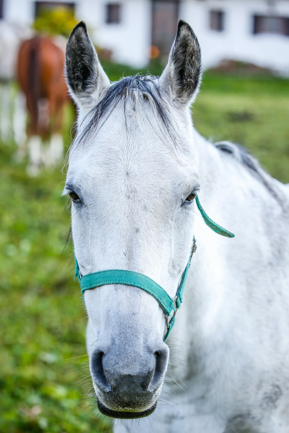 gray horse