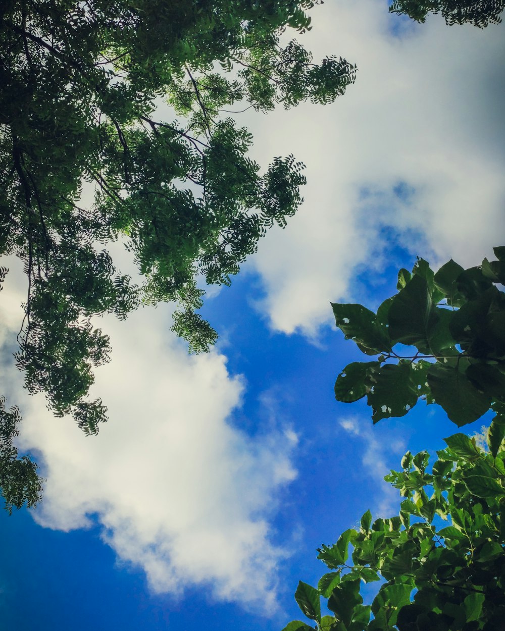 low angle photography of trees