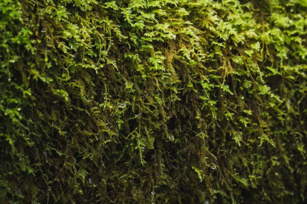 green-leafed plant