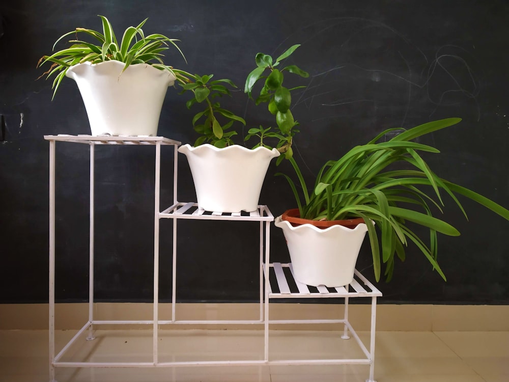 three potted green plants