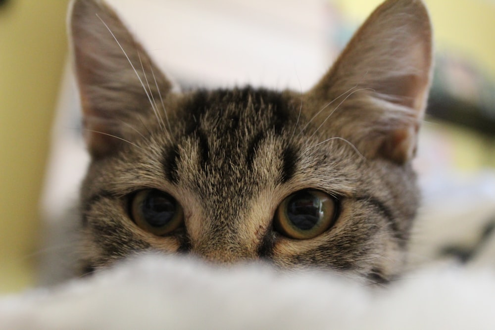 selective focuss photography of gray tabby kitten