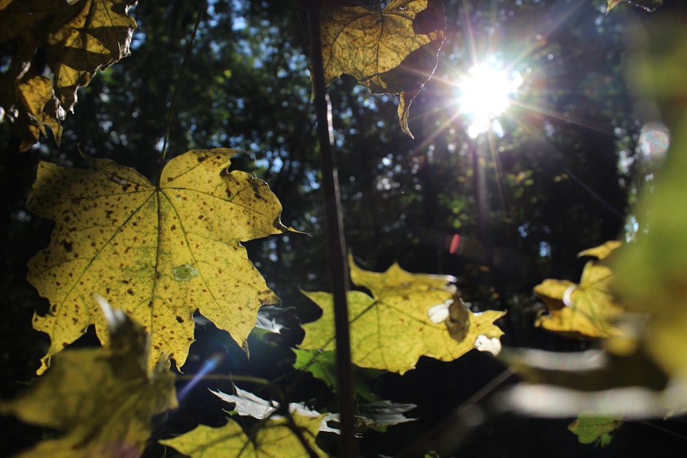 green-leafed plants