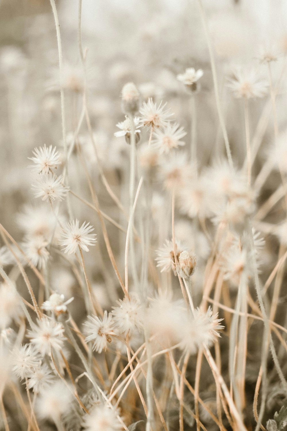 white flower