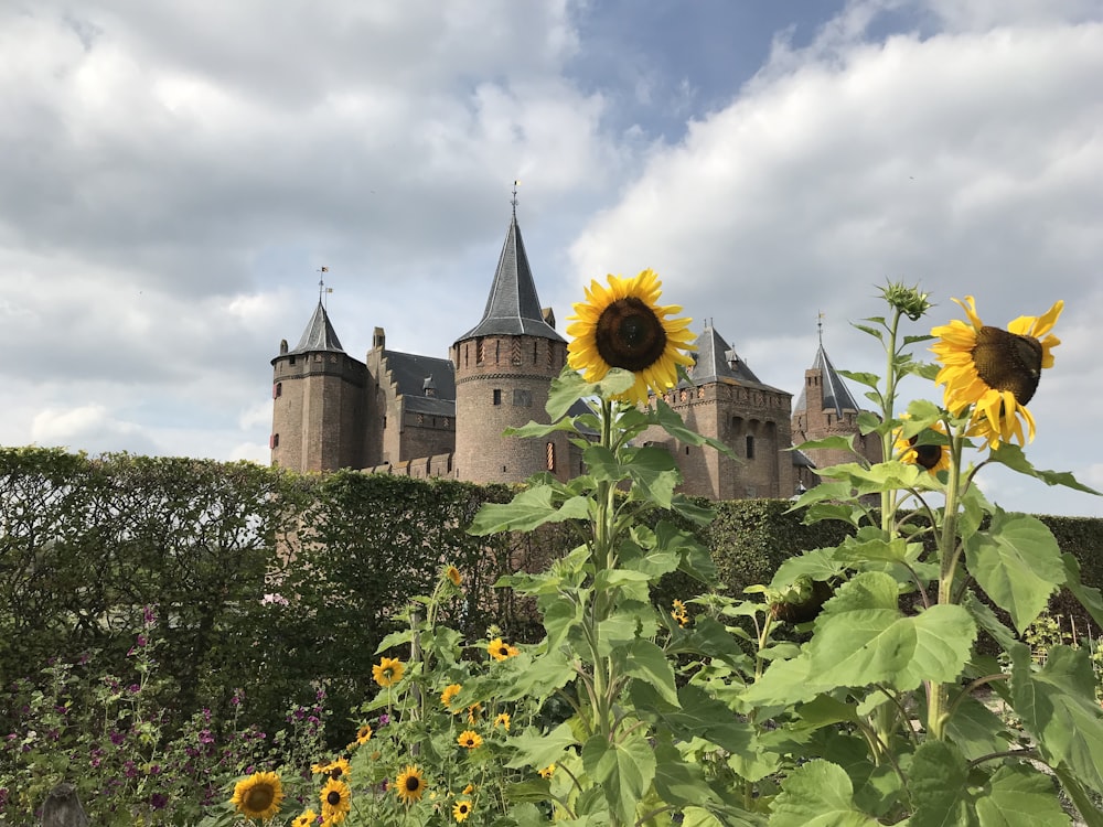 yellow sunflower field near castle