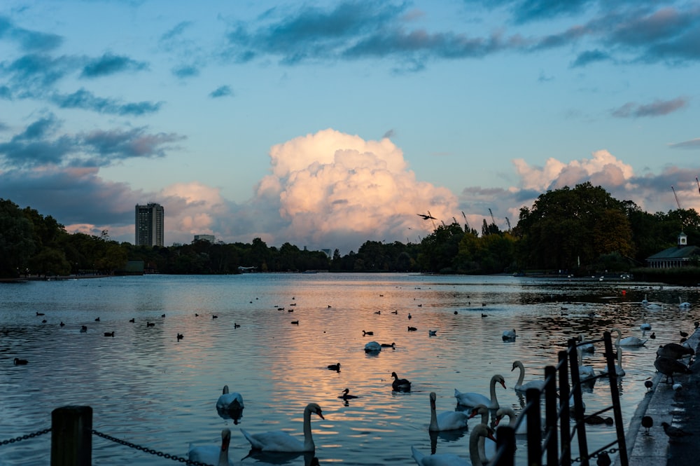 white ducks on body of water viewing buildings under white and blue skies during daytime