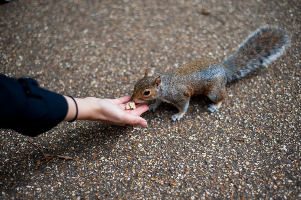 person feeding squirrel