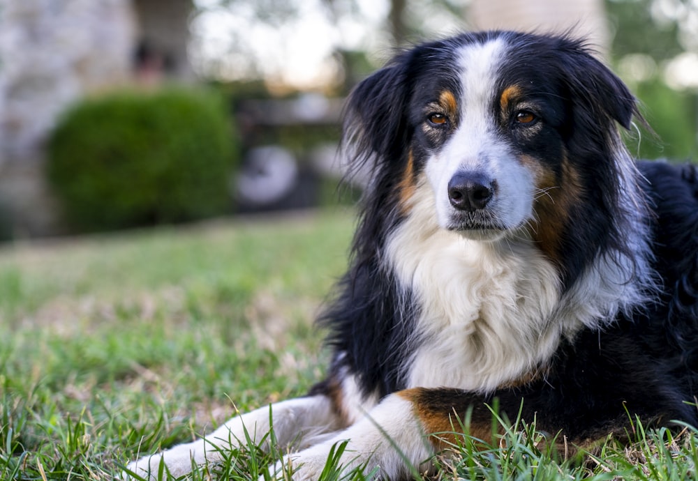 tricolor dog